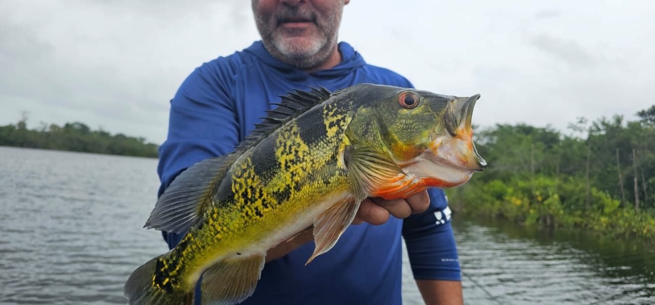 Angler holding a trophy peacock bass caught on Gatun Lake, Panama