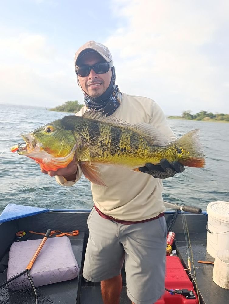 Snook caught in the Canal zone