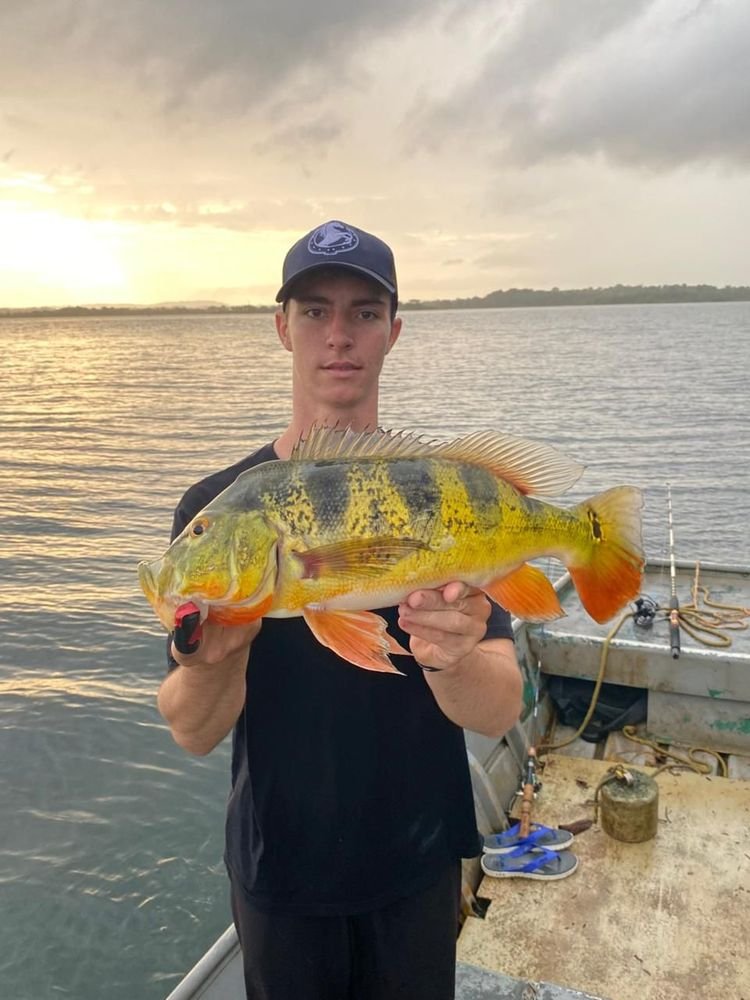 Jack crevalle · Canal zone