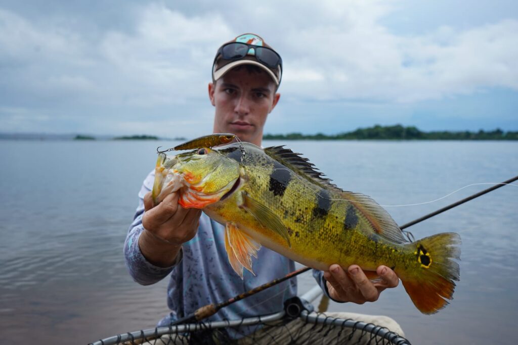 peacock bass, the main catch on gatun lake while fishing on gatun lake