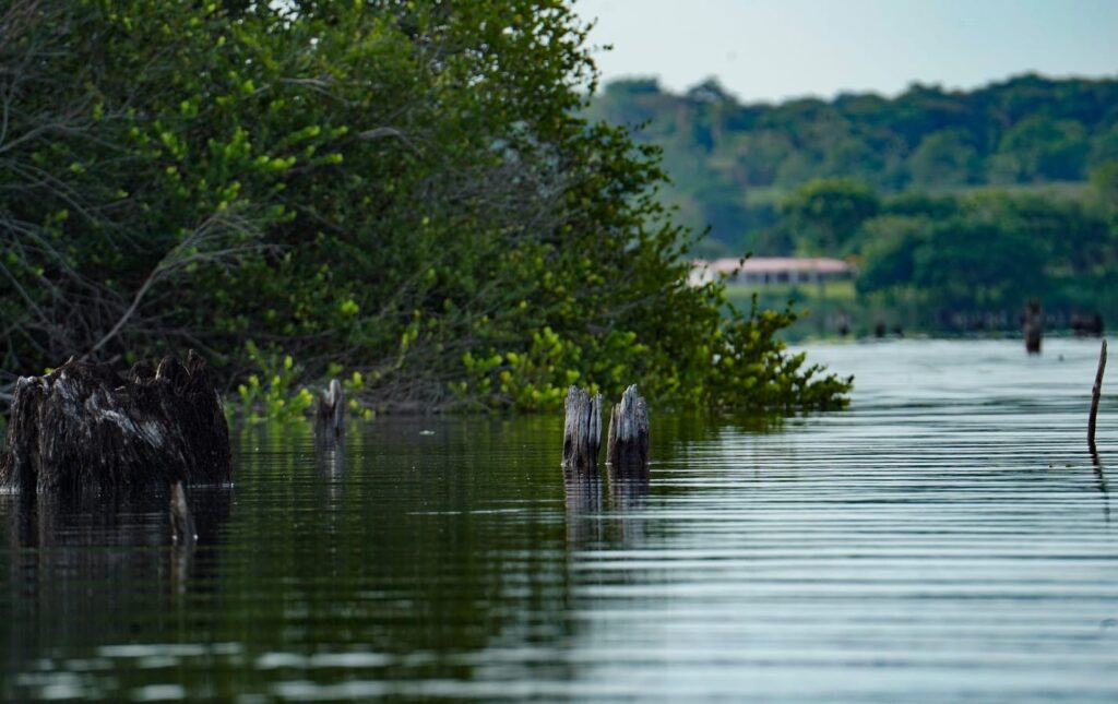 beautiful views of the water a structure while peacock bass fishing with panalakesportfishing