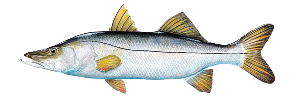 snook, a smart hard hitting and acrobatic sport fish in gatun lake. great catch and great table fare