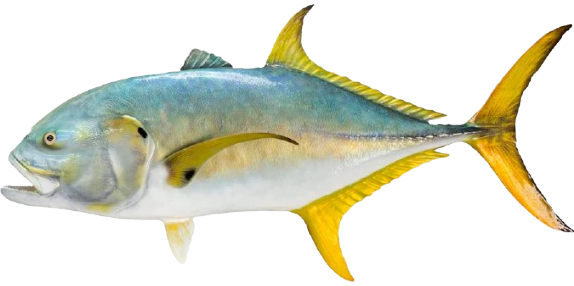 jackcrevalle, one of the hardest fighting fishing on gatun lake