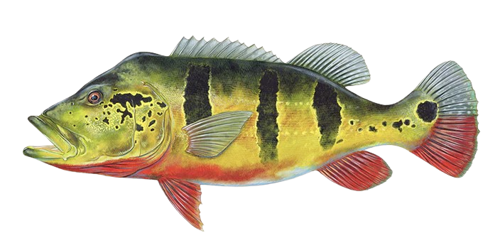 peacock bass, the main catch on gatun lake while fishing on gatun lake